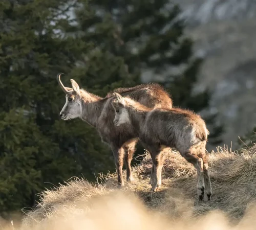 Gämse in der Natur
