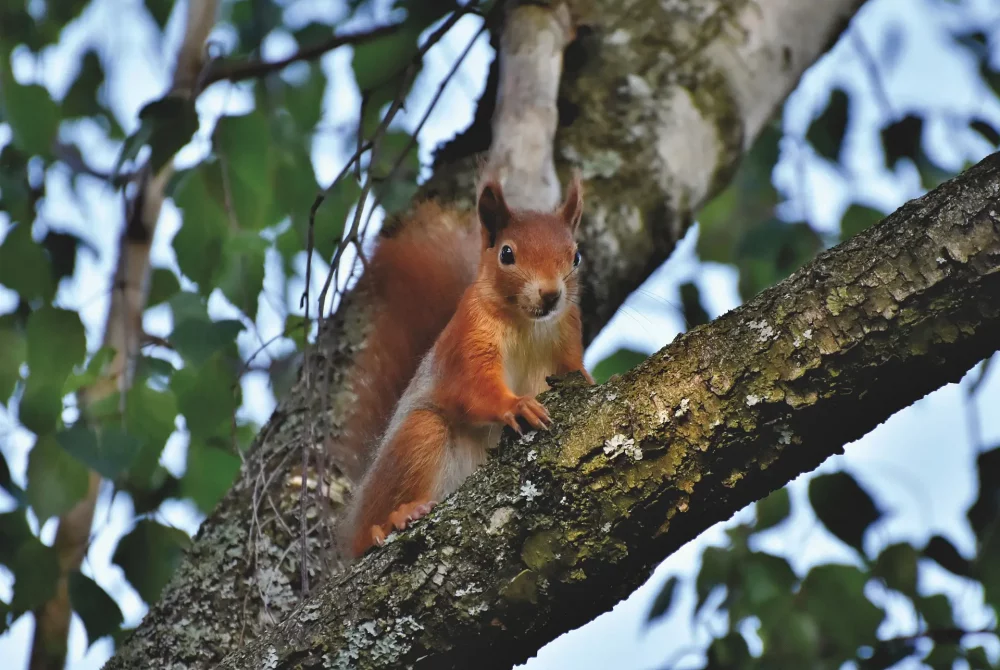 Eichhörnchen am Baum - Naturwelten Steiermark