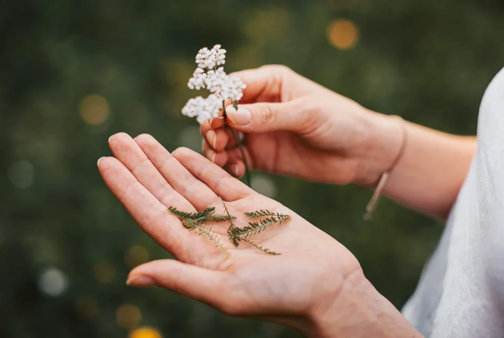 Kräuter und Wildblumen lernen in Naturkurse Steiermark