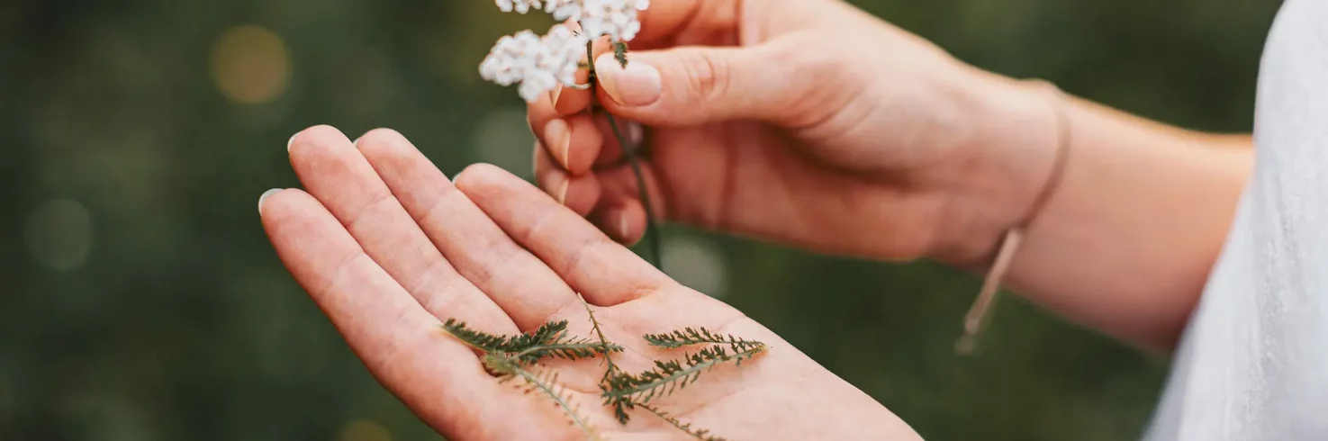 Kräuter und Wildblumen lernen in Naturkurse Steiermark