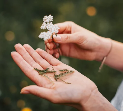 Kräuter und Wildblumen lernen in Naturkurse Steiermark