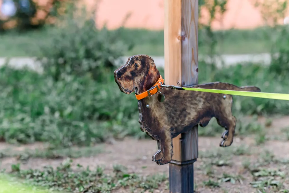 Hund Kynologisches Speed Dating Naturwelten Steiermark