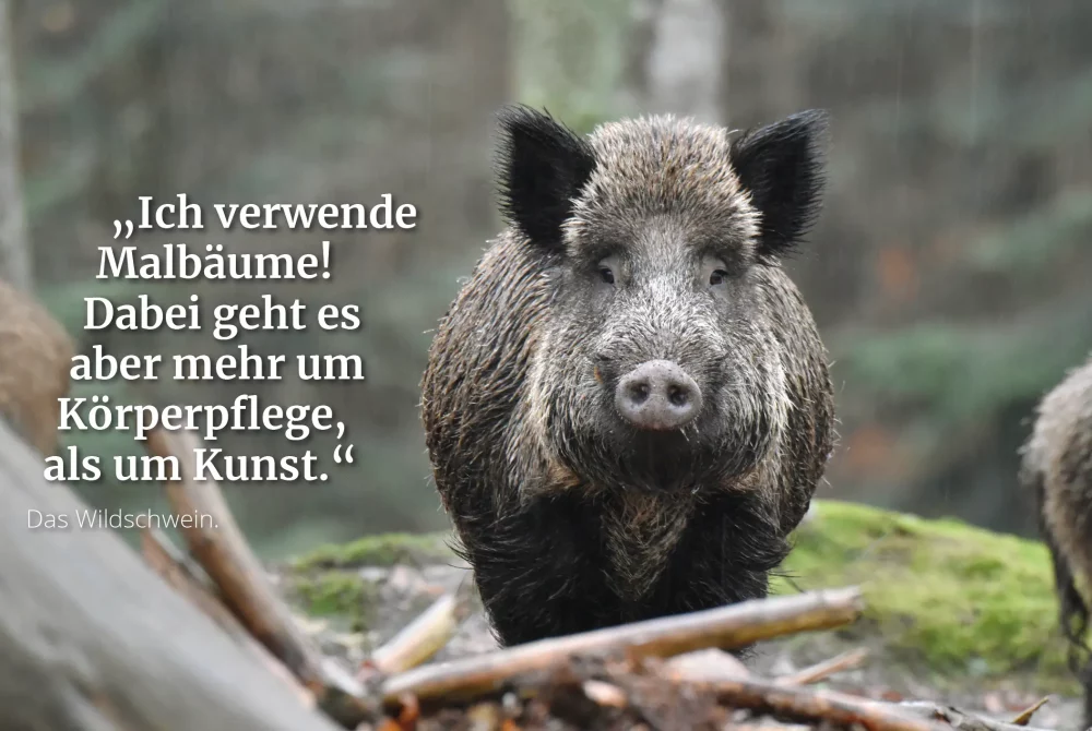 Naturwelten Steiermark Wildschwein Aufklärung