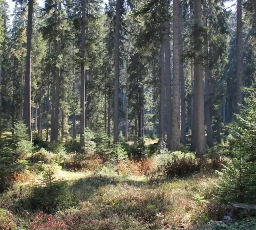Naturwelten Steiermark Wald