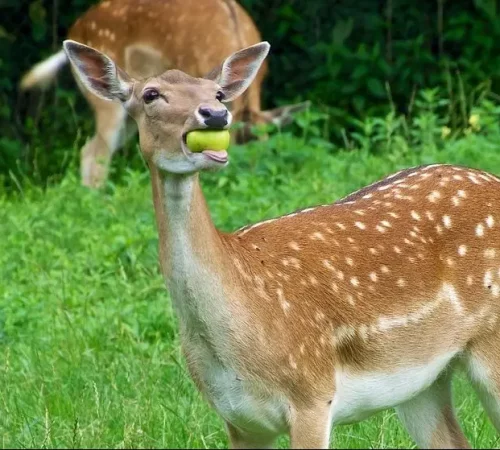 Naturwelten Steiermark Dammhirschkuh