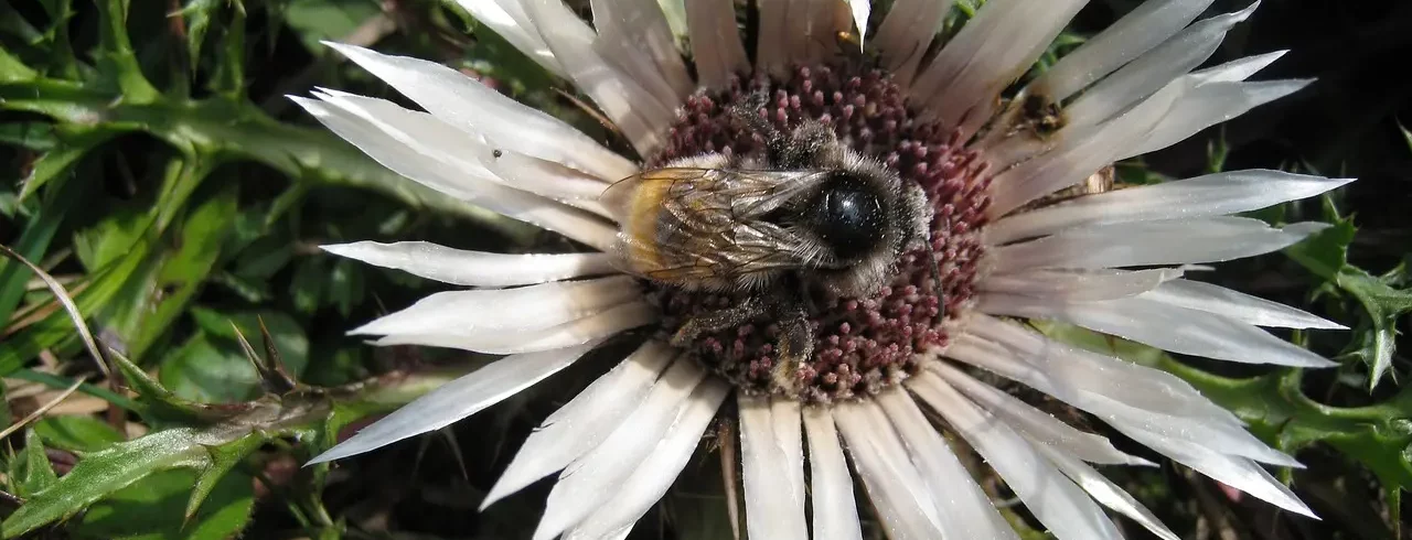 Naturwelten Steiermark Silberdistel