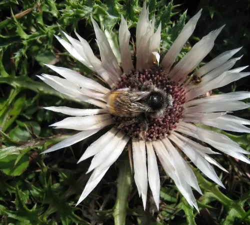 Naturwelten Steiermark Silberdistel