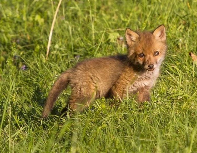 Naturwelten Steiermark Fuchs