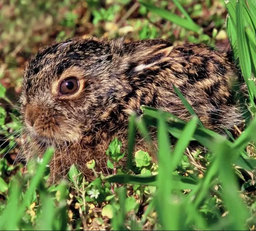 Naturwelten Steiermark Hase - Bild für das Webinar zum Thema Hasenbrucellose in der Steiermark