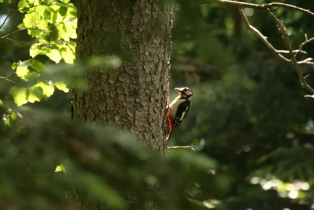 Naturwelten Steiermark Faktencheck Wildtier