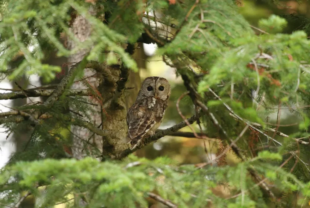 Naturwelten Steiermark Faktencheck Wildtier