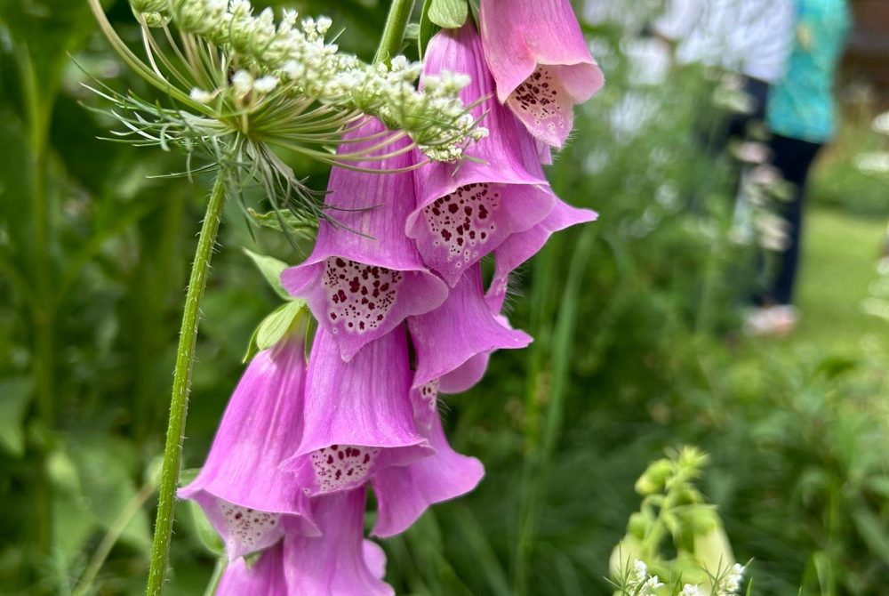 Hochzeit Blume