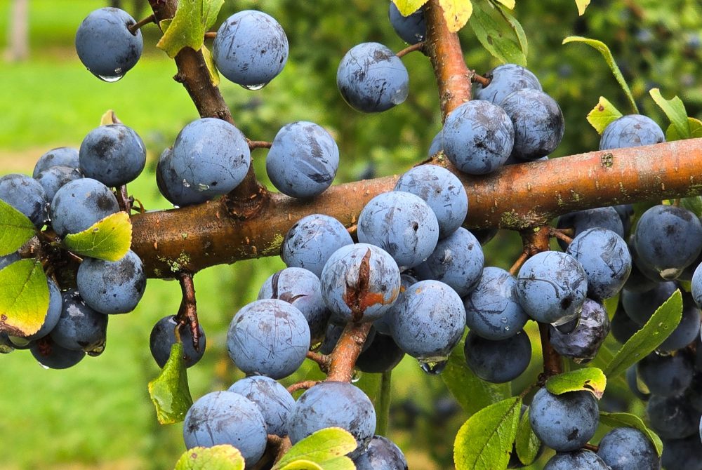 Wildobst: Reife blaue Schlehenfrüchte am Strauch