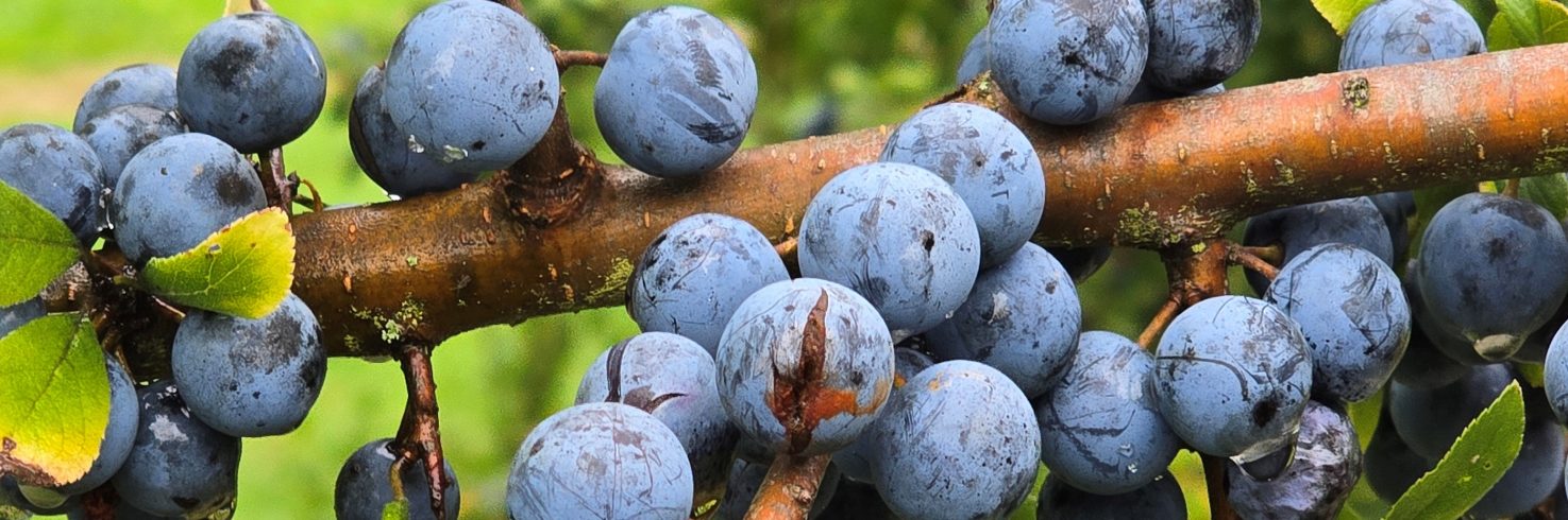 Wildobst: Reife blaue Schlehenfrüchte am Strauch