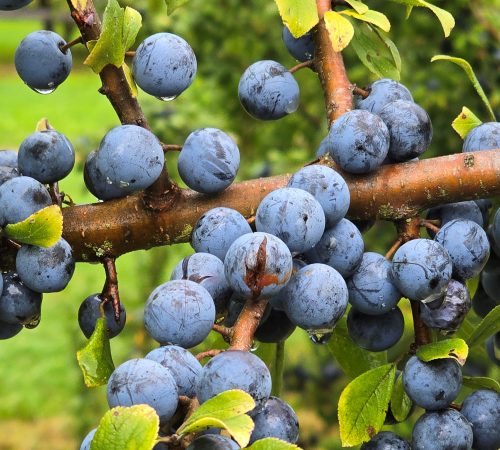 Wildobst: Reife blaue Schlehenfrüchte am Strauch