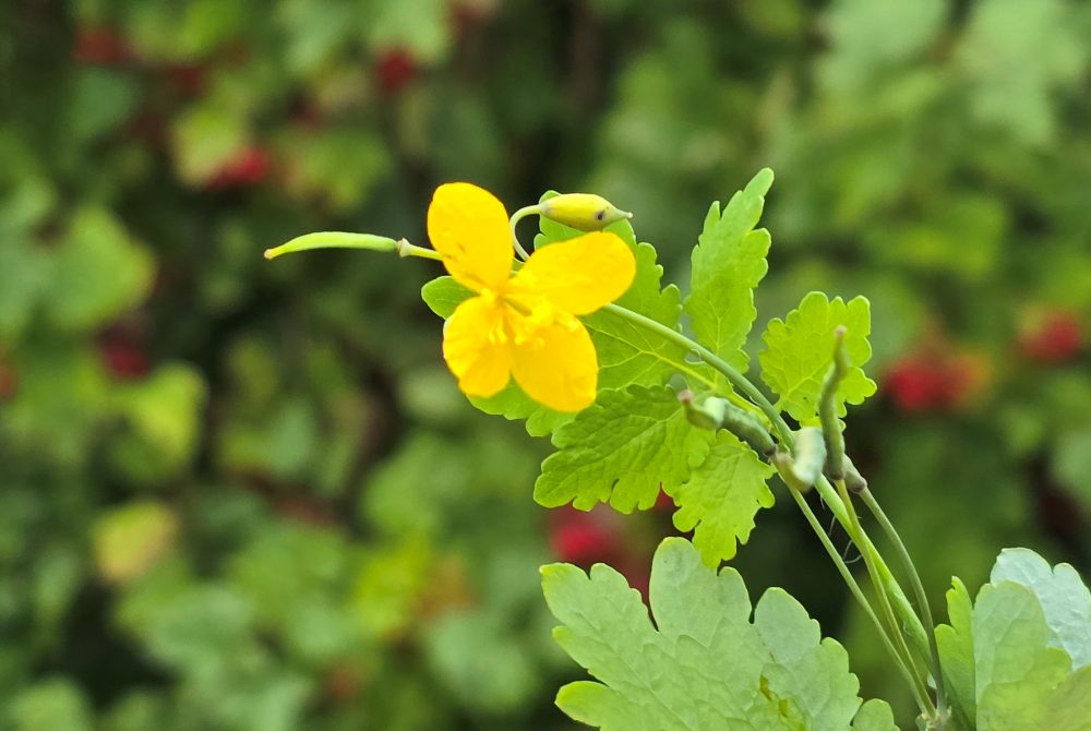 Gelbes Kraut auf Blumenwiese
