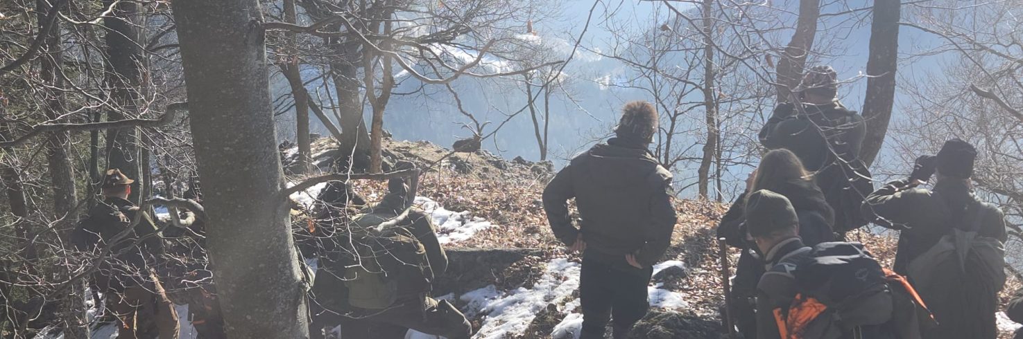 Anblick Steinbock beim Blick ins Revier Praxisseminar