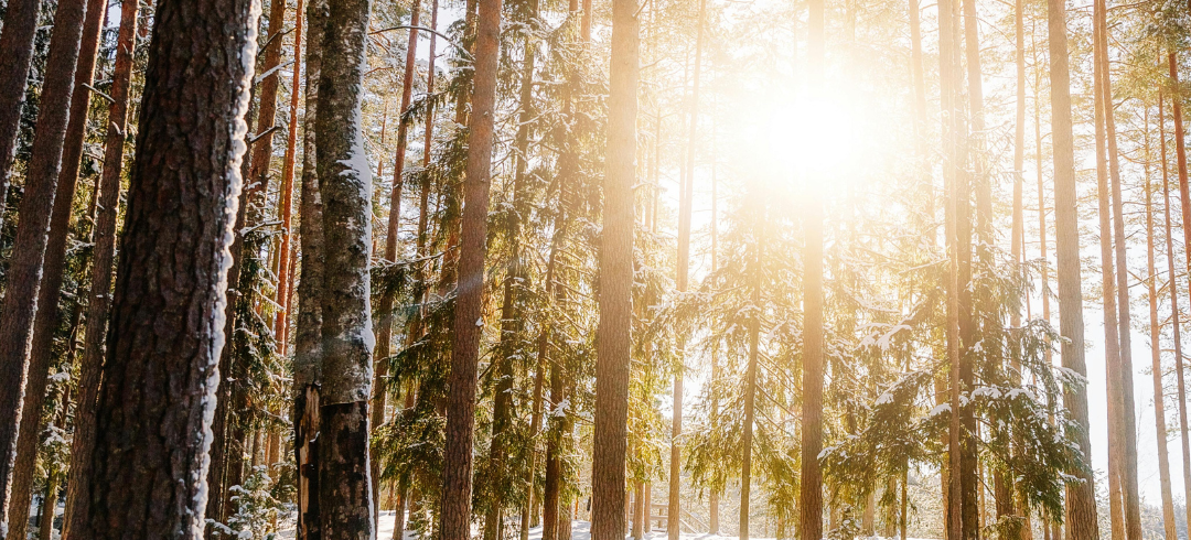 Winterwald, Bäume mit Schnee