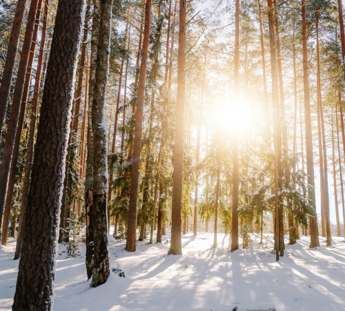 Winterwald, Bäume mit Schnee
