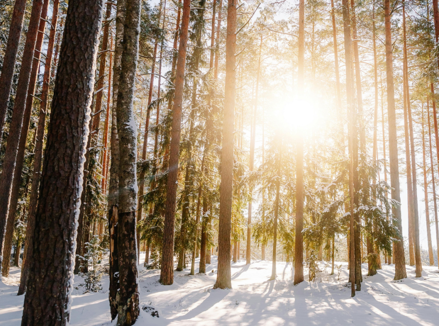 Winterwald, Bäume mit Schnee