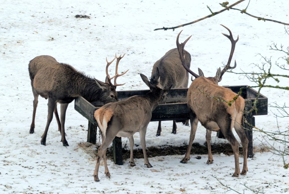 Mehrere Stücke Rotwild bei Winterfütterung