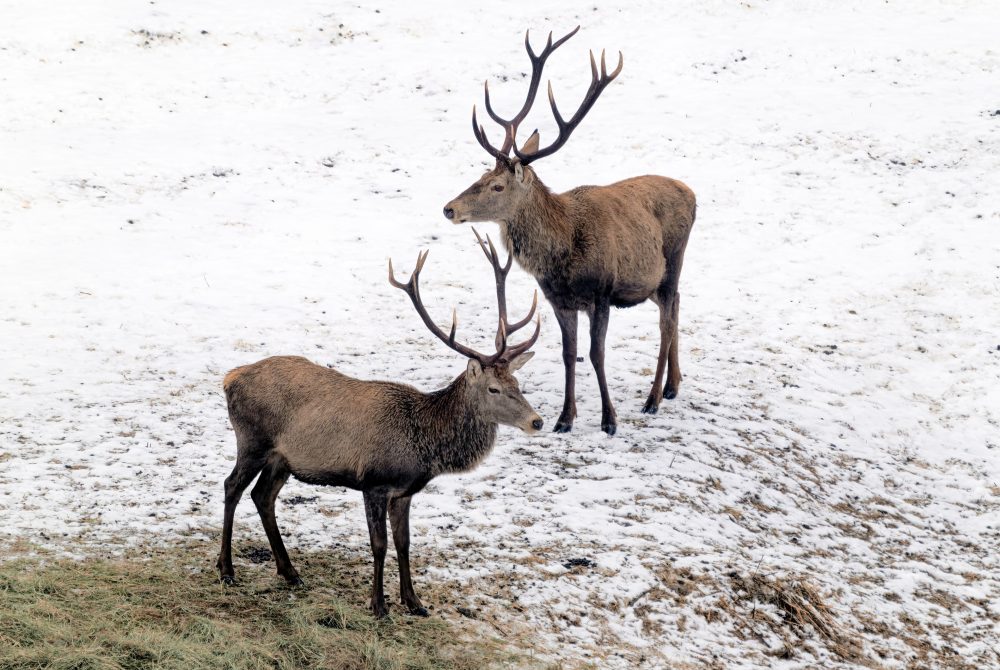 Zwei Rothirsche im Schnee bei Rotwildftterung