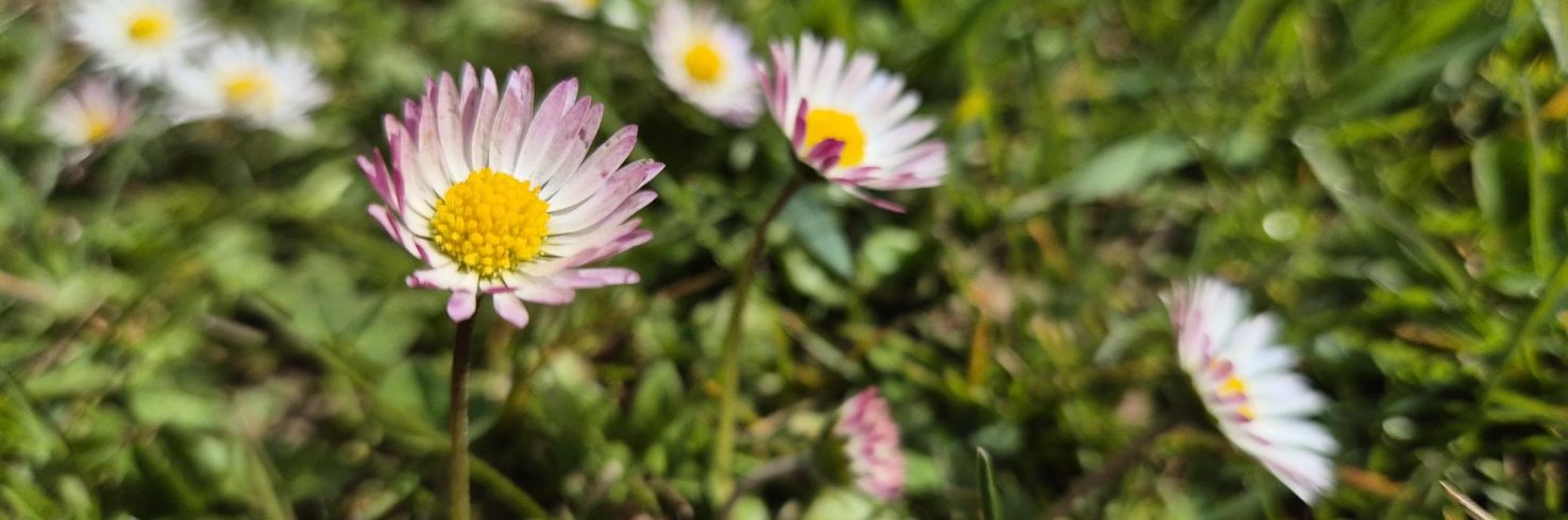 Gänseblümchen als Frühlingskräuter in den Naturwelten