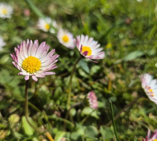 Gänseblümchen als Frühlingskräuter in den Naturwelten