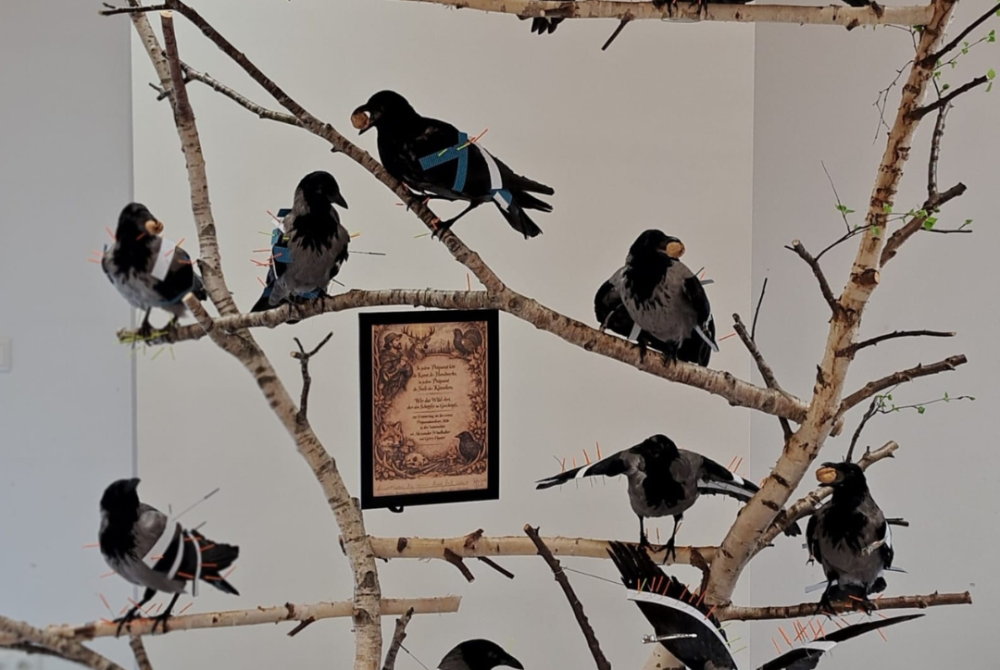 Präparate von Krähen