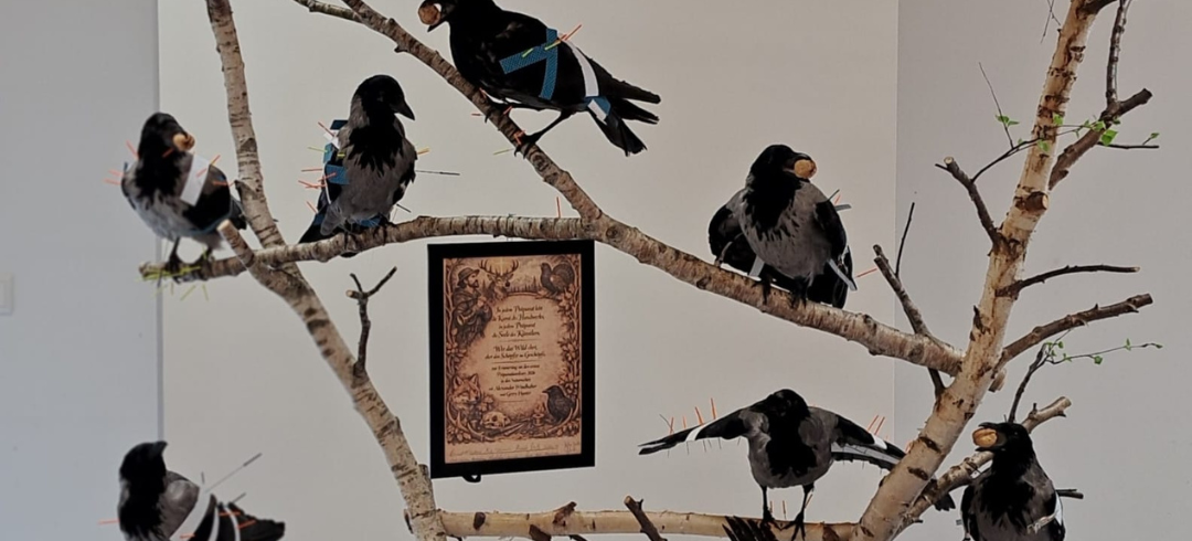 Präparate von Krähen