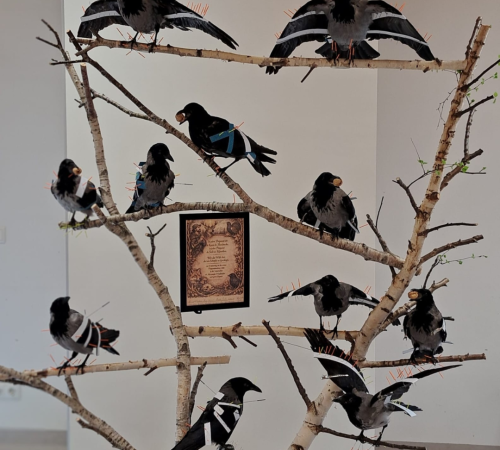 Präparate von Krähen