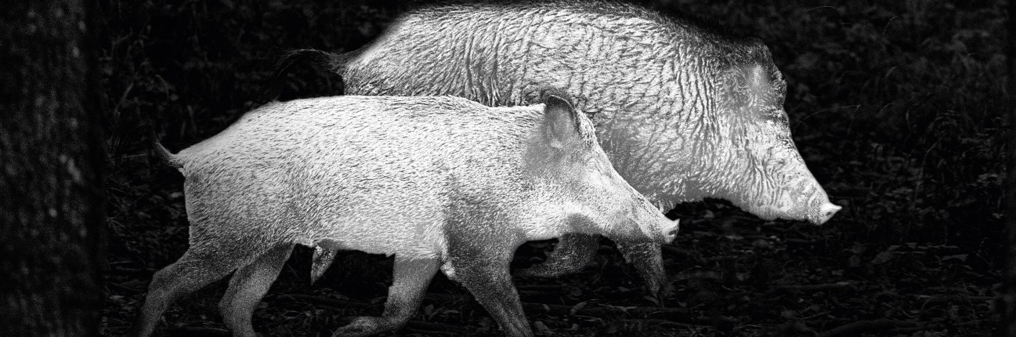 Nachtzieltechnik auf Schwarzwild